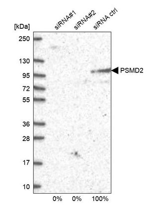 Merck Anti-PSMD2 antibody produced in rabbit