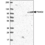 Merck Anti-PSMD2 antibody produced in rabbit