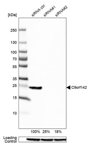 Merck Anti-C9orf142 antibody produced in rabbit