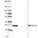 Merck Anti-C9orf142 antibody produced in rabbit
