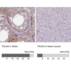 Merck Anti-TXLNA antibody produced in rabbit