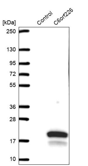 Merck Anti-C6orf226 antibody produced in rabbit