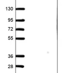 Merck Anti-C6orf226 antibody produced in rabbit