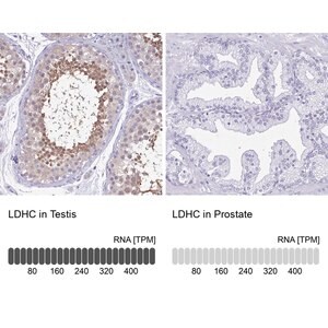 Merck Anti-LDHC antibody produced in rabbit