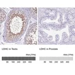 Merck Anti-LDHC antibody produced in rabbit