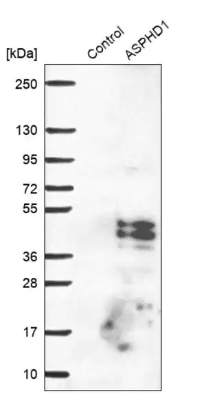 Merck Anti-ASPHD1 antibody produced in rabbit