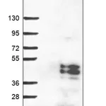 Merck Anti-ASPHD1 antibody produced in rabbit