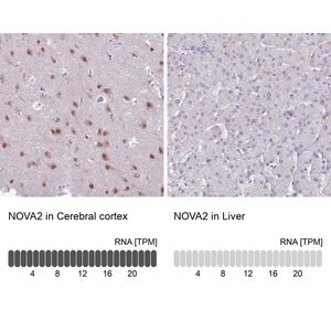 Merck Anti-NOVA2 antibody produced in rabbit