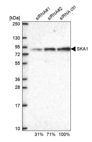 Merck Anti-SKA1 antibody produced in rabbit