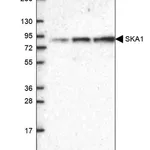 Merck Anti-SKA1 antibody produced in rabbit