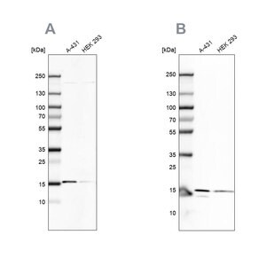 Merck Anti-COX20 antibody produced in rabbit