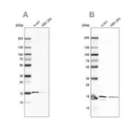 Merck Anti-COX20 antibody produced in rabbit