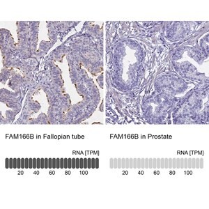 Merck Anti-FAM166B antibody produced in rabbit