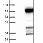 Merck Anti-CCDC9 antibody produced in rabbit