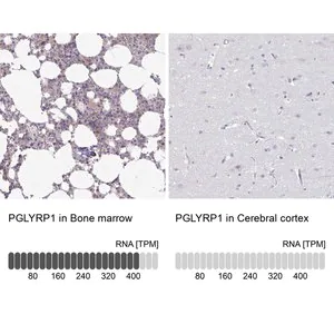 Merck Anti-PGLYRP1 antibody produced in rabbit