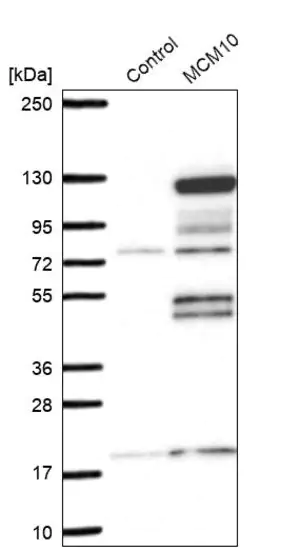 Merck Anti-MCM10 antibody produced in rabbit