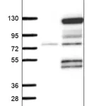 Merck Anti-MCM10 antibody produced in rabbit