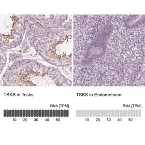 Merck Anti-TSKS antibody produced in rabbit