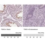Merck Anti-TSKS antibody produced in rabbit