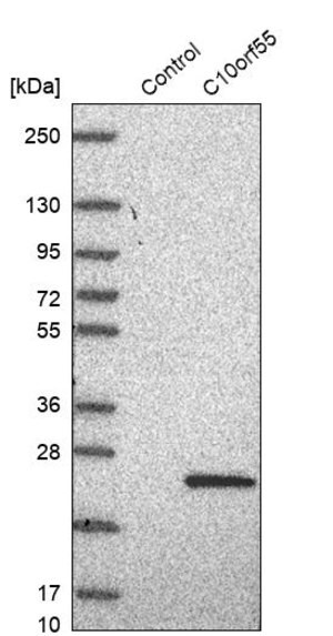 Merck Anti-C10orf55 antibody produced in rabbit