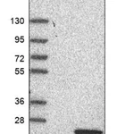 Merck Anti-C10orf55 antibody produced in rabbit