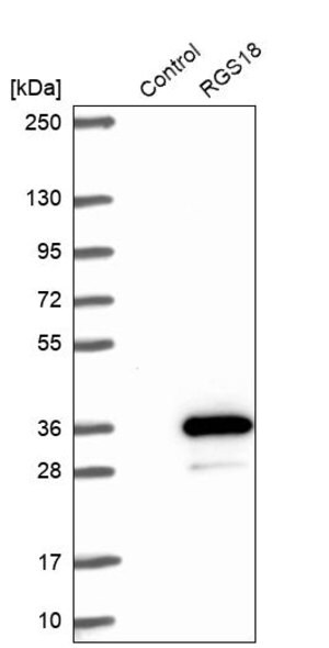 Merck Anti-RGS18 antibody produced in rabbit