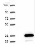 Merck Anti-RGS18 antibody produced in rabbit