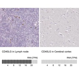 Merck Anti-CD40LG antibody produced in rabbit