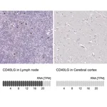 Merck Anti-CD40LG antibody produced in rabbit