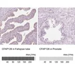 Merck Anti-CFAP126 antibody produced in rabbit