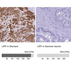 Merck Anti-LIPF antibody produced in rabbit