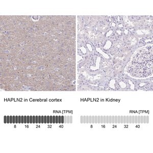 Merck Anti-HAPLN2 antibody produced in rabbit