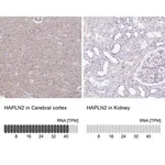 Merck Anti-HAPLN2 antibody produced in rabbit