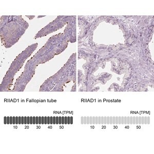 Merck Anti-RIIAD1 antibody produced in rabbit