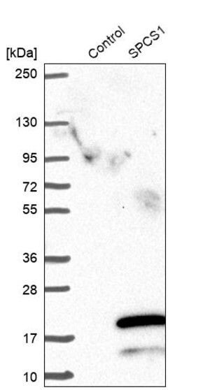 Merck Anti-SPCS1 antibody produced in rabbit