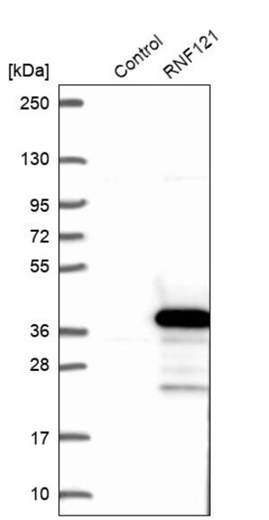 Merck Anti-RNF121 antibody produced in rabbit
