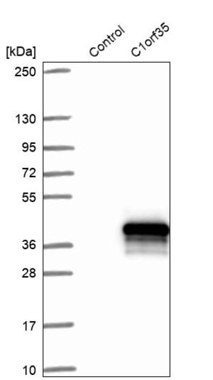 Merck Anti-C1orf35 antibody produced in rabbit