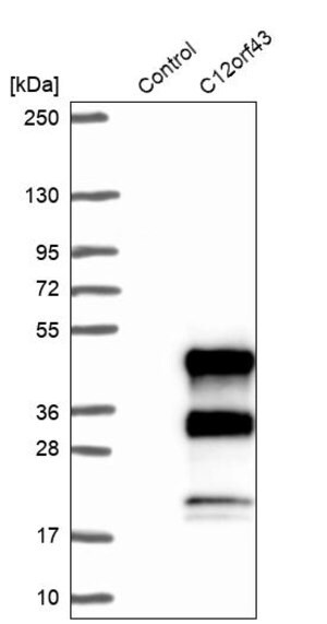 Merck Anti-C12orf43 antibody produced in rabbit