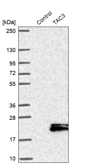 Merck Anti-TAC3 antibody produced in rabbit