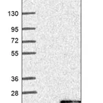 Merck Anti-TAC3 antibody produced in rabbit