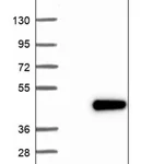 Merck Anti-CRACR2B antibody produced in rabbit