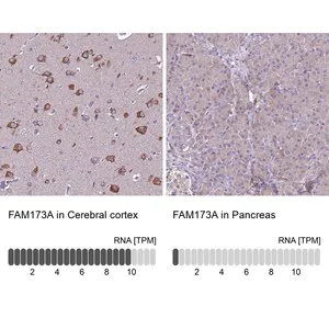 Merck Anti-FAM173A antibody produced in rabbit