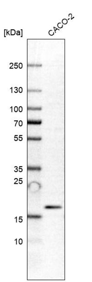Merck Anti-PRR13 antibody produced in rabbit