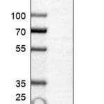 Merck Anti-PRR13 antibody produced in rabbit