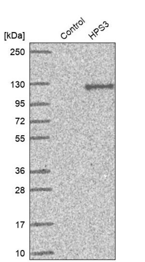 Merck Anti-HPS3 antibody produced in rabbit