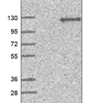 Merck Anti-HPS3 antibody produced in rabbit