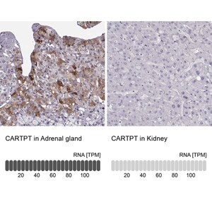 Merck Anti-CARTPT antibody produced in rabbit