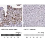Merck Anti-CARTPT antibody produced in rabbit