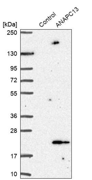Merck Anti-ANAPC13 antibody produced in rabbit