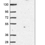 Merck Anti-ANAPC13 antibody produced in rabbit
